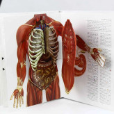 کتاب سه بعدی شگفتیهای بدن انسان با تصاویر متحرک و پاپآپ، ترجمه سپیده خلیلی، برنده جایزه بهترین کتاب علمی آموزشی در فروشگاه ال آی تویز